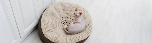 Vista de ángulo alto del gato esfinge acostado en otomana en casa, pancarta - foto de stock