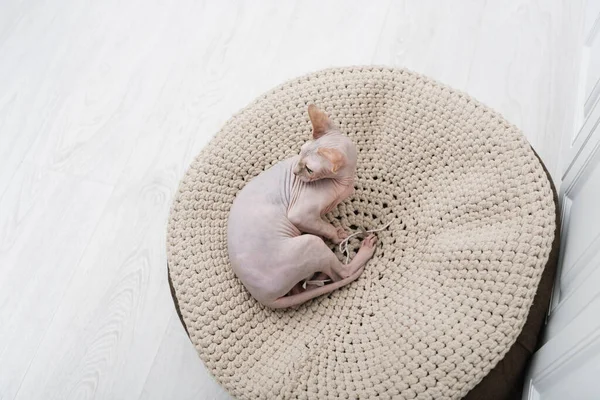 Top view of hairless shpynx cat lying on ottoman at home - foto de stock