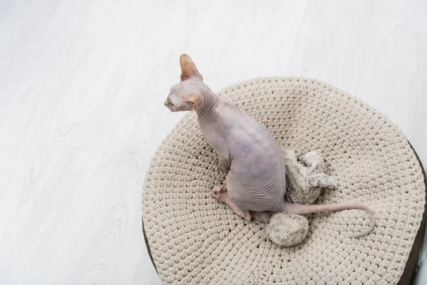 Vue du dessus du chat sphynx assis près du jouet sur pouf à la maison — Photo de stock