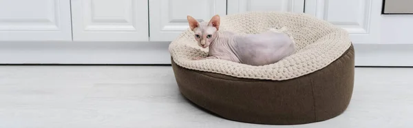 Hairless sphynx cat lying on ottoman at home, banner — Photo de stock
