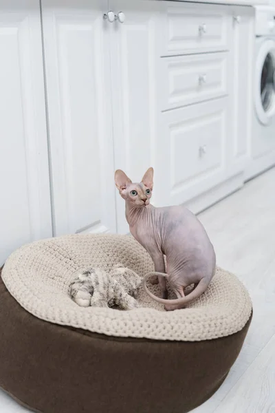 Sphynx cat looking away near toy on knitted ottoman at home — Stockfoto