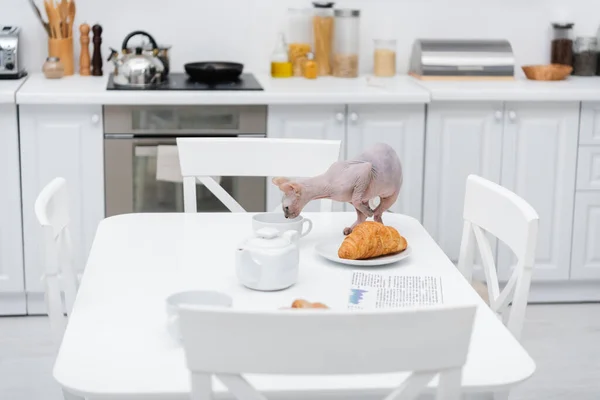 Кошка-сфинкс стоит рядом с едой и чашкой на кухне — стоковое фото