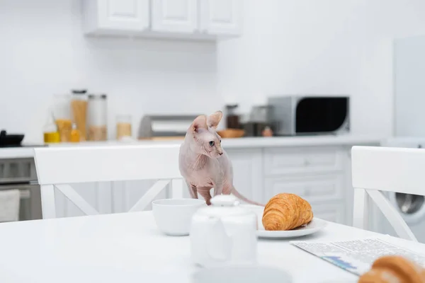 Sphynx cat looking away near croissant, cup and newspaper in kitchen — Stock Photo