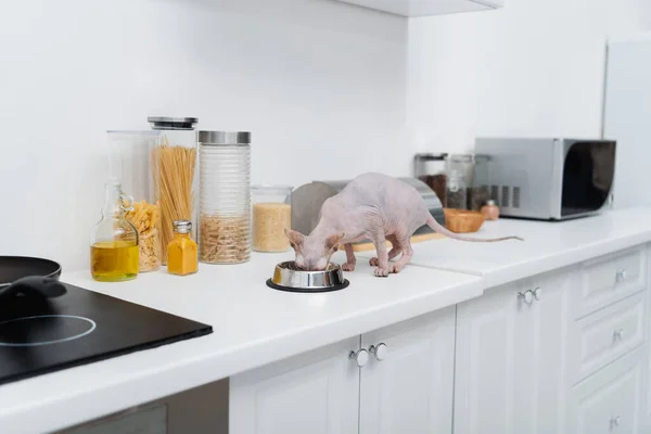 Сфінкс кіт їсть з миски на кухонній стільниці — стокове фото