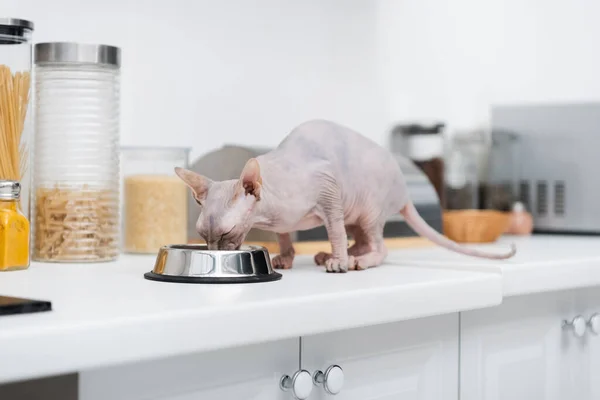 Hairless sphynx eating from bowl on blurred worktop in kitchen — Photo de stock