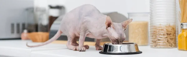 Sphynx cat eating from bowl near food on kitchen worktop, banner — Stock Photo