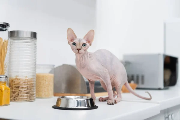 Chat Sphynx regardant la caméra près du bol sur le plan de travail de la cuisine — Photo de stock