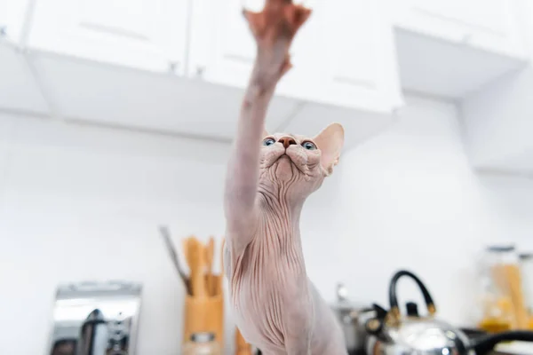 Low angle view of hairless sphynx cat looking away in kitchen — Stock Photo