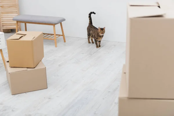 Bengal cat standing near carton boxes at home — Stock Photo