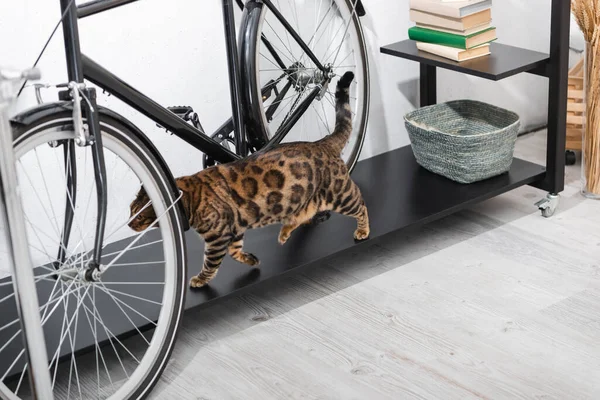 Bengal cat walking near bike at home — Stock Photo