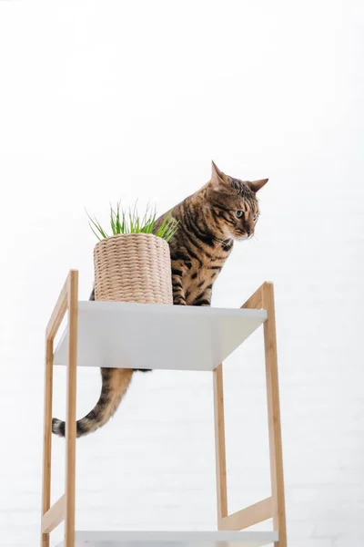 Vue à angle bas du chat bengale assis près de la plante sur le rack à la maison — Photo de stock