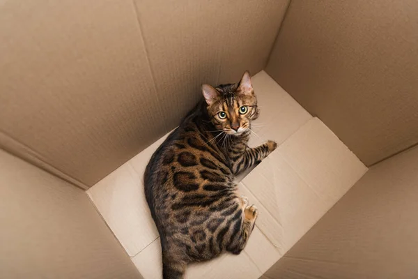 Вид зверху на бенгальську кішку, що лежить в картонній коробці — стокове фото