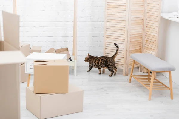 Bengal cat walking near folding screen and carton boxes at home — Stock Photo