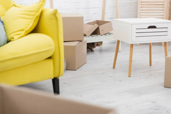 Bengal cat looking at camera near packages at home — Stock Photo