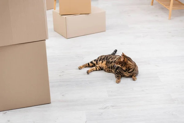 Bengal cat lying on floor near carton boxes at home — стокове фото