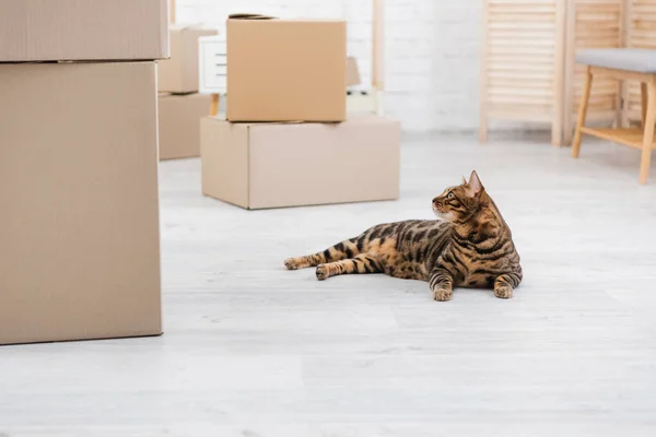 Bengala gato deitado perto de caixas de papelão no chão — Fotografia de Stock