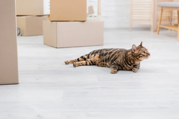 Bengal cat looking away while lying on floor near cardboard boxes — Stock Photo