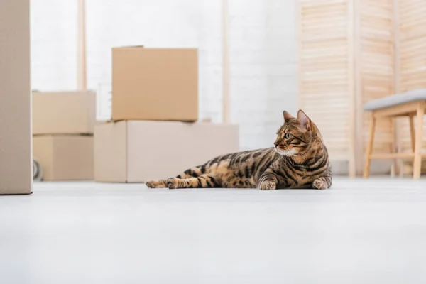 Surface level of bengal cat lying near cardboard boxes on floor — Stock Photo