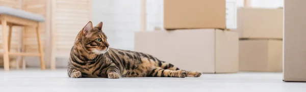 Surface level of bengal cat lying near cardboard boxes on floor, banner — Foto stock