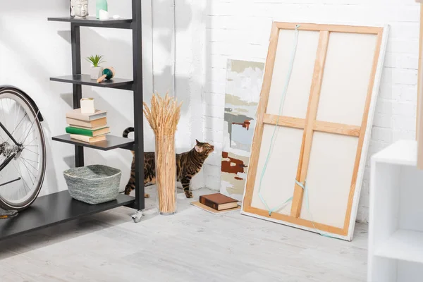 Bengal cat standing near paintings and rack at home — Stock Photo