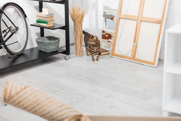 Bengal cat walking near paintings, rack and plants at home — стоковое фото