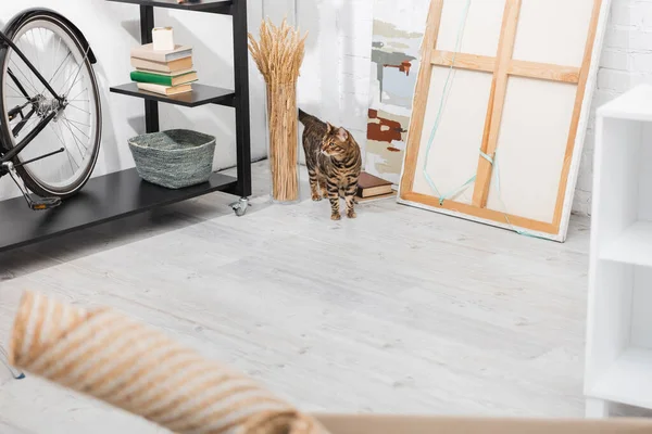 Gato de Bengala caminando cerca de pinturas, estantes y plantas en casa - foto de stock