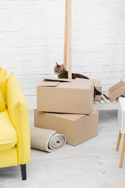 Bengal cat standing near cardboard boxes at home — стоковое фото