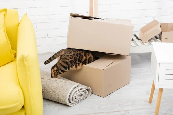 Бенгальский кот, стоящий в картонной коробке возле ковра на полу — стоковое фото