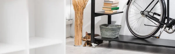 Bengala gato deitado perto de plantas e rack em casa, banner — Fotografia de Stock