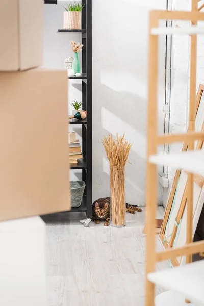 Gato de Bengala mirando a la cámara cerca de plantas y rack en casa - foto de stock