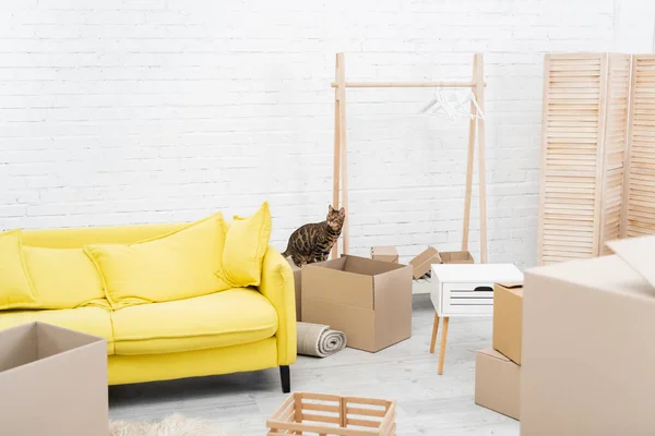 Bengala gato sentado em caixa de papelão na sala de estar — Fotografia de Stock
