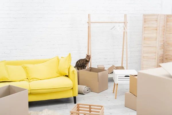 Bengal cat sitting on cardboard box in living room — Stock Photo