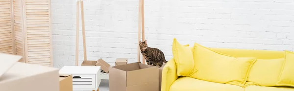 Bengal cat looking away near carton boxes in living room, banner — Stock Photo