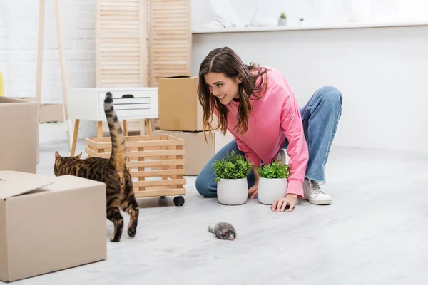 Sorrindo mulher olhando para bengala gato perto de plantas e pacotes em casa — Fotografia de Stock