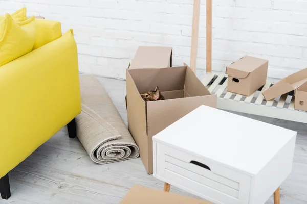 Bengal cat sitting in carton box near carpet and couch at home — Photo de stock