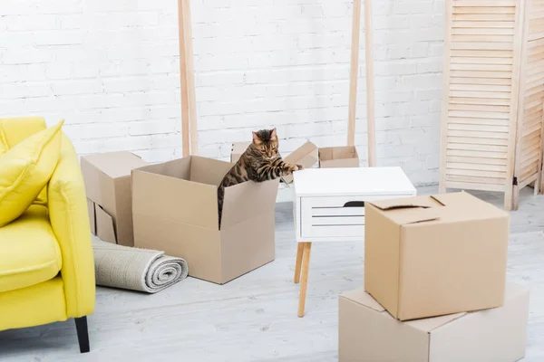 Bengala gato sentado no pacote de papelão na sala de estar — Fotografia de Stock