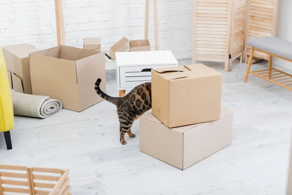 Gato de Bengala parado cerca de cajas de cartón en la sala de estar - foto de stock