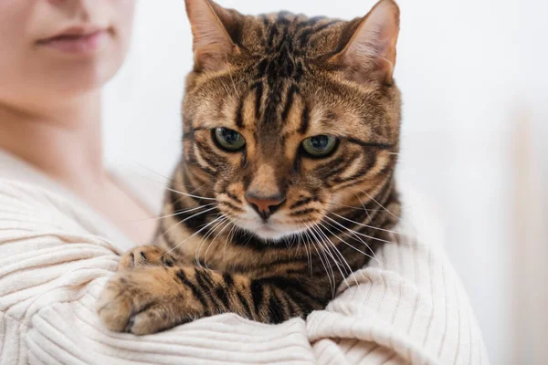 Vista ritagliata della donna sfocata che tiene il gatto del bengala — Foto stock