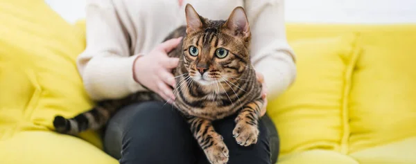 Cropped view of bengal cat looking away near blurred woman at home, banner - foto de stock