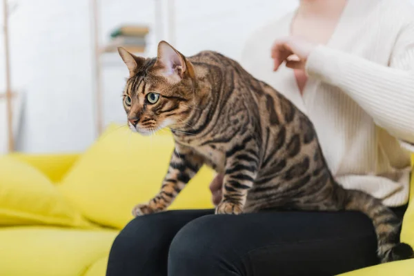 Cropped view of bengal cat looking away while sitting on woman on blurred couch — Foto stock