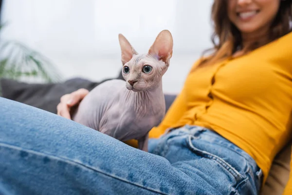 Cropped view of sphynx cat sitting on blurred woman at home - foto de stock