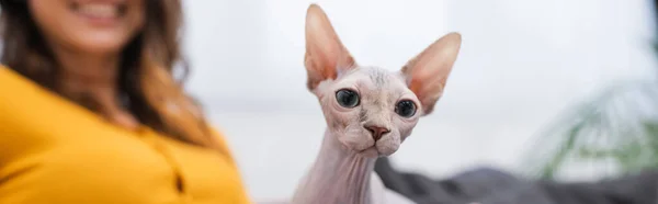 Cropped view of hairless sphynx cat looking away near blurred woman at home, banner — Stock Photo