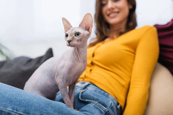 Cropped view of sphynx cat sitting near blurred woman in living room — Stock Photo