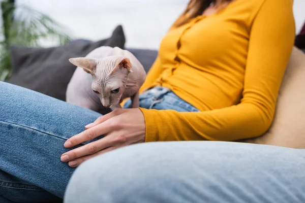 Обрезанный вид кошки-сфинкса, сидящей на размытой женщине в гостиной — стоковое фото