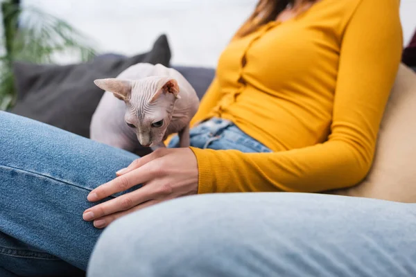 Ausgeschnittene Ansicht einer Sphynx-Katze, die auf verschwommener Frau im Wohnzimmer sitzt — Stockfoto