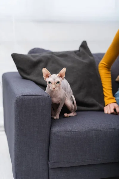 Cropped view of sphynx cat sitting near woman n couch — Stock Photo