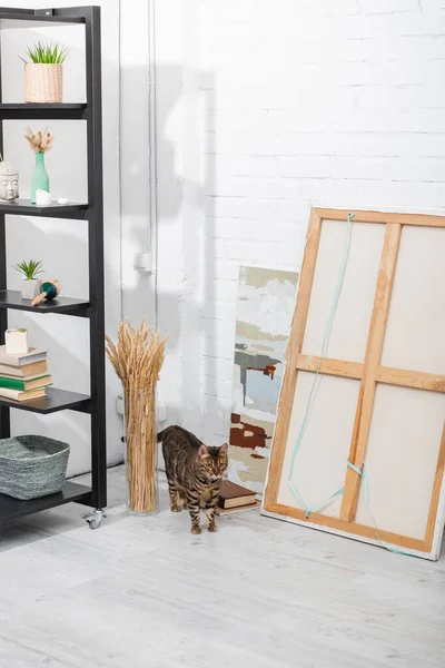 Bengal cat walking near paints, plants and rack at home — Stock Photo