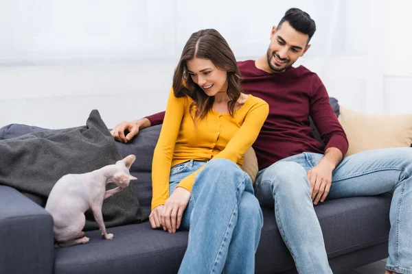 Positive interracial couple looking at hairless sphynx cat in living room — Stock Photo