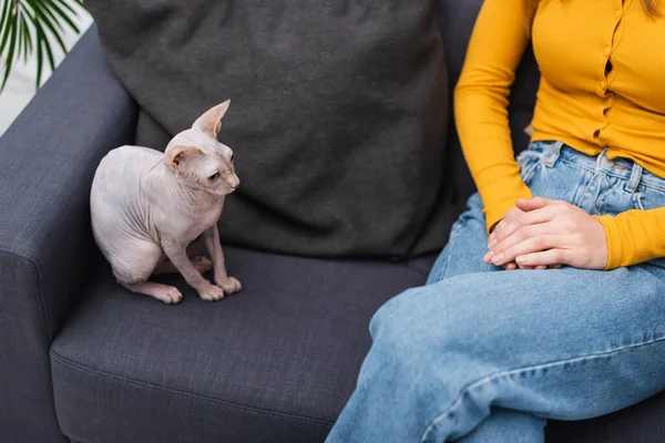 Ausgeschnittene Ansicht einer Sphynx-Katze, die neben einer Frau auf der Couch sitzt — Stockfoto