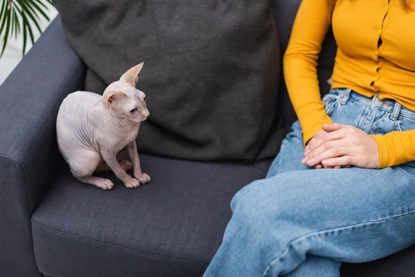 Cropped view of sphynx cat sitting near woman on couch — Stock Photo